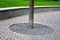 Tree in a sidewalk of granite cubes, delimited space with a circle of mulch gravel
