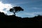 A tree sihouette with a sky background