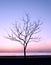 Tree silhouette against the sky and sea at sunrise