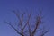 Tree silhouette against the sky with two ravens, tinted. Two birds are sitting on a branchless branch against the