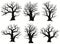 Tree Silhouette. Black bare oak outline. Detailed image. Vector