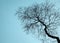 Tree silhouette on blue sky background.