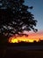 Tree silhouette combined with reddish and orange clouds during Sunrise in Venilale, Timor-Leste.