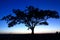 Tree silhouette by dark-blue sky at dusk