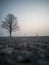 Tree Silhouette in an Early Morning Besides Countryside Road