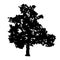 Tree silhouette isolated on white background. Oak tree icon.