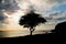 Tree silhouette on a landscape at sunset in Kanawa island
