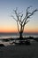 Tree Silhouette at Little Talbot Island