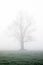 Tree silhouette in the mist in a frost covered grassland