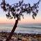 Tree silhouette at Noosa beach at sunrise