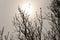 Tree silhouette with opening buds against the sun