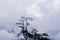 Tree silhouette and rain over forest mountains.