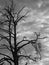 Tree silhouette with Raven Bird on branch. Grey cloudy skies. Crow, Halloween.  Black and white analogue photo