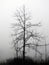 Tree silhouette stands quietly in a foggy, spooky swamp