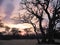 Tree silhouette with sunset and car tracks in sand at a secluded camp site