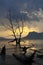 Tree silhouette , sunset at national park Bako - Borneo, Malysia