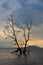 Tree silhouette , sunset at national park Bako - Borneo, Malysia