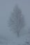 Tree silhouette in winter fog.