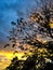 Tree silhouetted against beautiful sunset