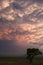 Tree silhouetted against mammatus clouds