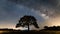 Tree silhouetted against a starry night sky