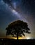 Tree silhouetted against a starry night sky