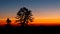 Tree Silhouetted against Sunset