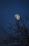 A tree silhouetted against a yellow moon in the night sky