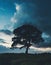 Tree silhouetted and dramatic dark blue clouds