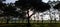 Tree silhouettes against the sun in the countryside