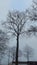 Tree silhouettes. Bare branches. Countryside.