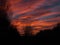 Tree Silhouettes Before Dawn