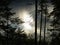 Tree silhouettes at lake with sun glitter on rippled water surface