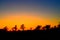 Tree silhouettes in orange yellow sky.