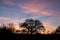 Tree silhouettes with sunset and airplane with contrails