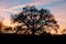 Tree silhouettes with sunset and airplane with contrails