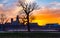 Tree silhouettes at sunset framing downtown Omaha Nebraska