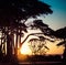 Tree silhouettes at sunset on seashore landscape. Square image.