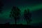 Tree silouette with aurora borealis and stars at night