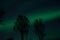 Tree silouette with aurora borealis and stars at night