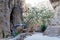 Tree in the Siq growing out of a crevice with little topsoil and fighting for its survival in the desert in the rock town and necr