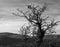 Tree, skeletal, monochrome against overcast sky.