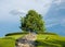 Tree and sky