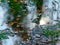 Tree and sky reflections in water, fuzzy texture, wallpaper