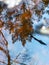 Tree and sky reflections in water, fuzzy texture, wallpaper