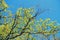 Tree on the sky, summer in Village of Mailly-le-Chateau, small village in the valley, Bourgogne, France