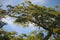 TREE WITH A SLANTED CROWN AGAINST THE SKY