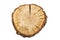 Tree slice cross section with tree rings that show the age of an organic background isolated stump circle circles circular natural