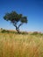 TREE ON A SLOPE IN A GRASSLAND IN A SOUTH AFRICAN LANDSCAPE