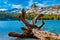 Tree snag frames Crystal Crag at Lake George in Mammoth Lakes